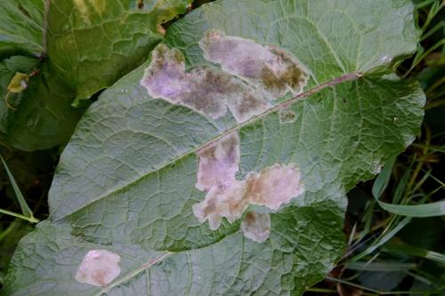 Réf. 283 035 : Pegomya sp.